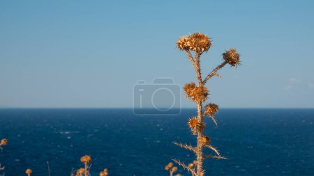 Foto de Salvaje cardo lechoso seco en la ladera de un valle con una vista al mar en el fondo - Imagen libre de derechos