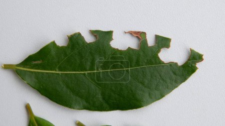 Foto de Hojas de membrillo frescas cuyos extremos son consumidos por gusanos o enfermedades - Imagen libre de derechos