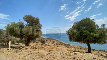 Téléchargez les photos : Gokceada Ugurlu vue côtière avec des arbres sur une vallée, Imbros, Canakkale, Turquie - en image libre de droit