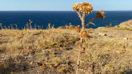 Foto de Cardo salvaje seco en la ladera de un valle a lo largo del mar Egeo - Imagen libre de derechos