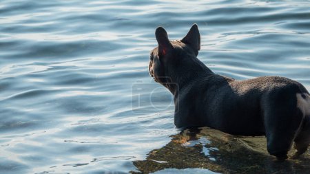 Foto de Negro bulldog francés jugando en el agua de mar felizmente. - Imagen libre de derechos