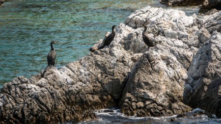 Téléchargez les photos : Des cormorans bronzent sur les rochers d'une côte déserte de la Méditerranée Turquie - en image libre de droit