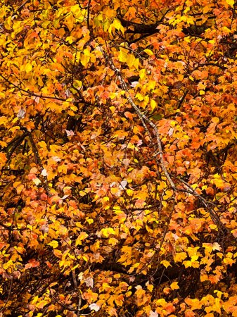 Téléchargez les photos : Pin chêne avec de belles feuilles de couleurs d'automne. Quercus palustris, est de l'Amérique du Nord. Feuilles d'érable rouge orange colorées. feuillage en automne - en image libre de droit