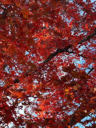 Téléchargez les photos : Vue rapprochée des branches d'érable avec de belles feuilles de couleur rouge contre le ciel bleu en automne. Quercus palustris, est de l'Amérique du Nord - en image libre de droit