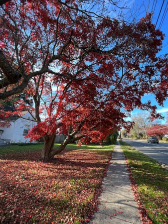Téléchargez les photos : Érable rouge sur la route de la ville pendant la saison d'automne avec fond bleu ciel. érable nord-américain dans la rue du New Jersey - en image libre de droit