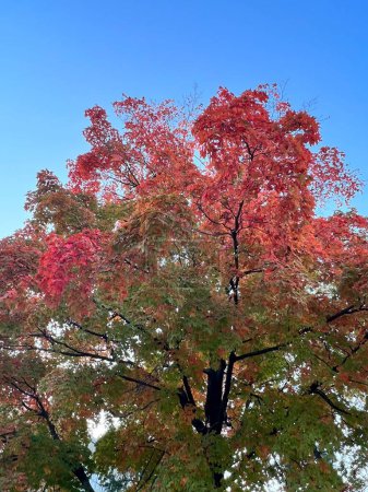 Téléchargez les photos : Autumn leaves on the maple in the park on a sunny day. Autumn landscape with maple tree. - en image libre de droit