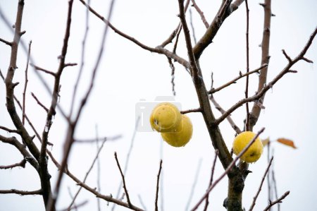 Foto de A cold autumn or winter day. Three yellow apples hang on the branches of the tree. They are covered with ice - Imagen libre de derechos