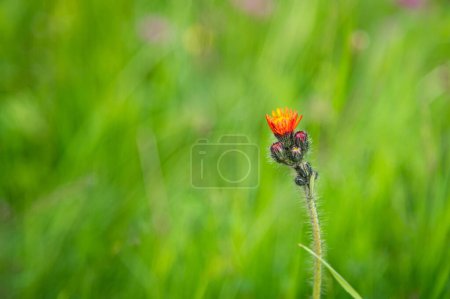 Photo for Decorative plant of orange color. It grows in the wild, in a meadow, between grasses. Green blurred background. - Royalty Free Image