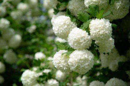 Ein Zweig eines baumartigen Strauchs in voller Blüte. Kugelförmige Blütenstände des gewöhnlichen Viburnums, "Schneeball" -Form