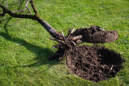 Cutting branches and felling or grubbing dead trees in the spring. Seasonal pruning of trees. A tree with severed roots and damaged bark is lying on the grass. Fruit tree.