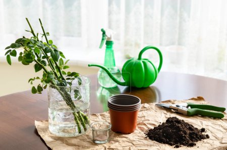 In the room on the table there is a vase with garden rose sprouts. Nearby are garden tools, ground and a pots. From a series of photos about seedlings and plant propagation. Preparation for planting.