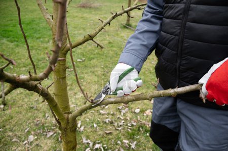 Seasonal pruning of the garden. Gardening, spring work. Crown formation. Cutting annual growths with secateurs