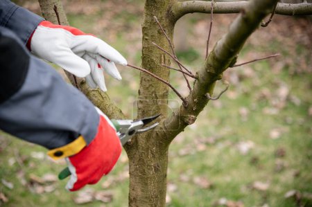 Seasonal pruning of the garden. Gardening, spring work. Cutting annual growths with secateurs