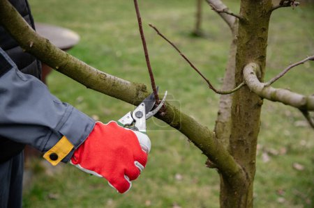 Seasonal pruning of the garden. Gardening, spring work. Cutting annual growths with secateurs.