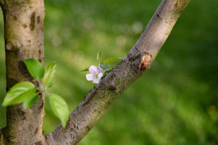 Rosa Blüte eines Apfelbaums. Gartenarbeit, Frühlingszeit. Goldene Stunde. Fackelschein