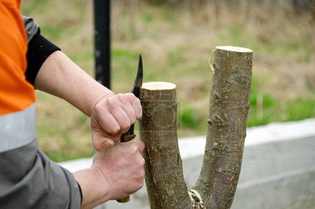 Gardener makes an incision. Spring grafting of trees. The farmer looks after the orchard