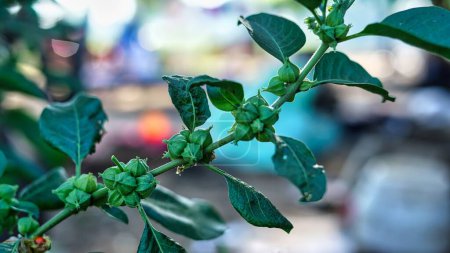 Foto de Frutos verdes de una planta de ashwagandha, Withania somnifera, una hierba medicinal del campo India. - Imagen libre de derechos