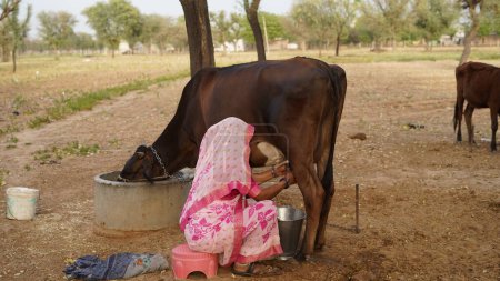 Photo for Indian woman milking a black cow by hand in steel bucket. Dairy and animal life concept. - Royalty Free Image