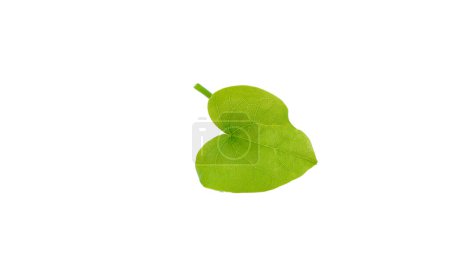 Photo for Fresh leaf of tinospora cordifolia or giloye herb on white background. - Royalty Free Image