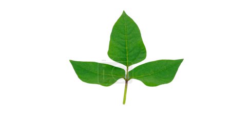 Téléchargez les photos : Les feuilles fraîches des plants de teigne ou de Vigna aconitifolia isolent sur fond blanc. - en image libre de droit