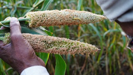 Photo for Bajra or pearl millet diseases, Indian farmer is showing that the caterpillar is greenish-brown and fringed with short hairs and thorns on the ear of the bajra or millet crop. - Royalty Free Image