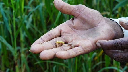 Photo for Bajra or pearl millet diseases, Indian farmer showing harmful caterpillar on his hand. Caterpillar eating ears of bajra crop. - Royalty Free Image