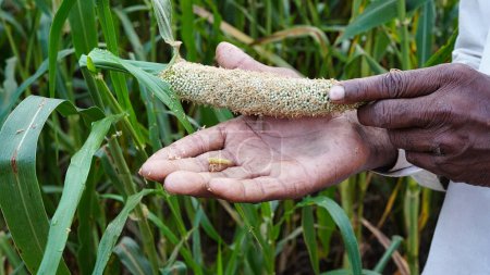 Photo for Bajra or pearl millet diseases, Indian farmer showing harmful caterpillar on his hand. Caterpillar eating ears of bajra crop. - Royalty Free Image