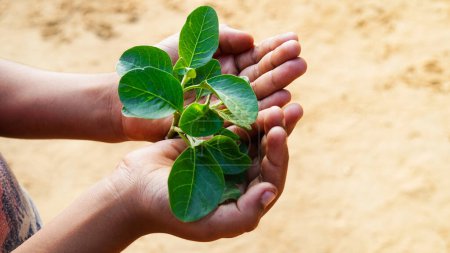 Foto de Hierba medicinal Ashwagandha en una mano de niños pequeños con hojas verdes frescas, también conocida como Withania Somnifera, Ashwagandha, Ginseng indio, grosella envenenada o cereza de invierno. - Imagen libre de derechos