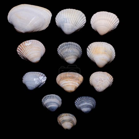Foto de Concha de almeja o conchas marinas sobre fondo negro - Imagen libre de derechos