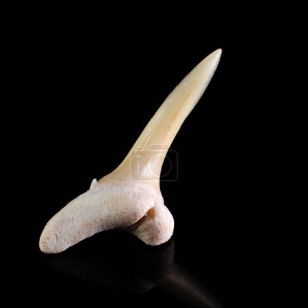 Photo for Teeth of an ancient shark that lived millions of years ago - Royalty Free Image