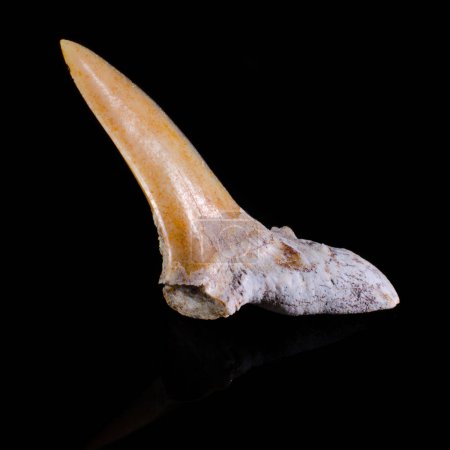 Foto de Dientes de un tiburón antiguo que vivió hace millones de años - Imagen libre de derechos