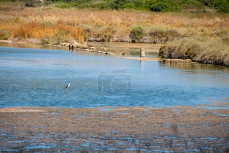 Photo for The Vendicari Nature Reserve wildlife oasis, located between Noto and Marzamemi, Sicily, Italy - Royalty Free Image