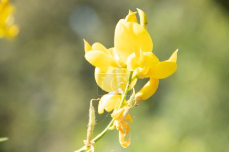 Photo for Scoth broom bright yellow  flower blooming in springtime - Royalty Free Image