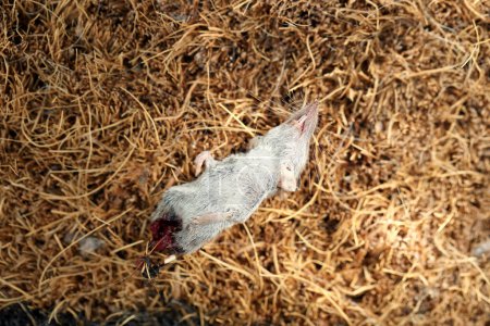 Foto de Vista cercana y desagradable de una rata muerta, parcialmente comida y destripada, llevada al felpudo por el gato del patio.. - Imagen libre de derechos