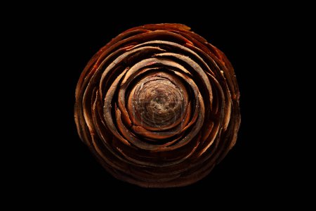 Extreme close up, top view of a Cedar pine cone, isolated on black background.