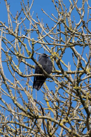 Jackdaw landed on a branch in a tree