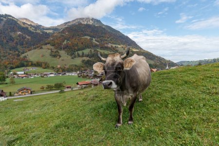 Téléchargez les photos : Vache dans la prairie verte - en image libre de droit
