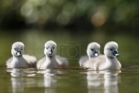 Photo for Young beautiful swanlings on the lake - Royalty Free Image