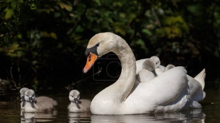 Photo for Beautiful bird swan with swanlings - Royalty Free Image