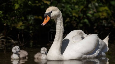 Photo for Beautiful bird swan with swanlings - Royalty Free Image