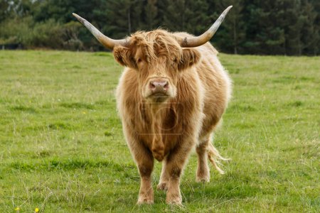 Téléchargez les photos : Vache dans le champ - en image libre de droit