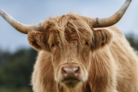 Téléchargez les photos : Vache des hautes terres écossaises dans les hautes terres écossaises bovins dans les hautes terres écossaises - en image libre de droit