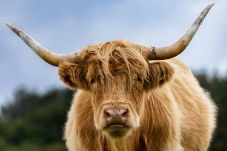 Photo for Scottish highland cattle on a meadow - Royalty Free Image