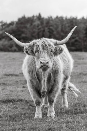 Foto de Bovinos escoceses en una pradera, foto en blanco y negro - Imagen libre de derechos