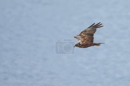 Téléchargez les photos : Aigle royal en vol dans le ciel - en image libre de droit