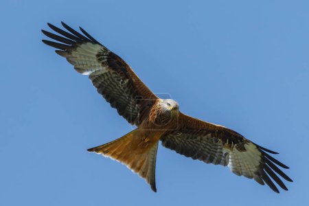 Téléchargez les photos : Cerf-volant rouge en vol à un ciel bleu - en image libre de droit