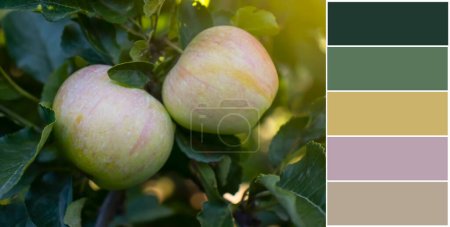 Photo for Apple on branch, color swatch, palette - Royalty Free Image