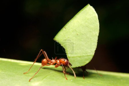 Macro de una hormiga cortadora de hojas o hojas