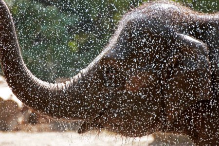 Téléchargez les photos : Un éléphant profitant d'un jet d'eau lors d'une chaude journée d'été - en image libre de droit