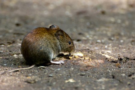 Close-up of a common Vole on a forest floor in its natural habitat